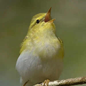 Wood Warbler (Phylloscopus sibilatrix) singing from perch. Wales. April
