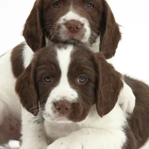 Working English Springer Spaniel Puppies Print, Weeks Art