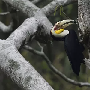Typical Hornbills Collection: Wreathed Hornbill
