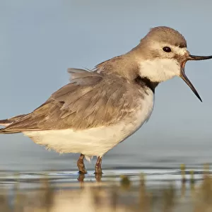 Charadriidae Collection: Wrybill