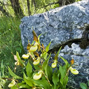Yellow ladys slipper orchid (Cypripidium calceolus