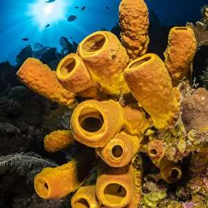 Sponges Photographic Print Collection: Horny Sponges