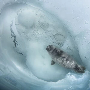 Young Baikal seal (Pusa sibirica) at breathing hole Lake Baikal, Siberia, Russia. April