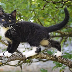 Young black domestic cat with white bib and paws, climbing tree, France