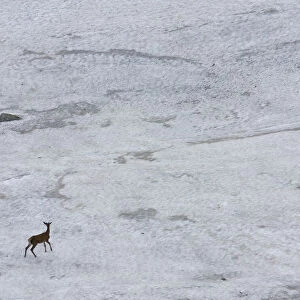 Young male Red deer (Cervus elaphus) walking on snow field to get rid of flies, Western Tatras