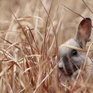 Young rabbit hiding in grass, Okunoshima Rabbit island, Takehara, Hiroshima, Japan