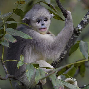Yunnan snub-nosed monkey (Rhinopithecus bieti) young / juvenile in tree in Ta Cheng Nature Reserve