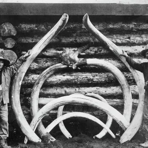 Mastodon Bones Print, c1900-1930 Mastodon Bones Print, c1900-1930