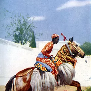 An Arab dancing horse, Udaipur, India, 1922. Artist: Herbert Ponting
