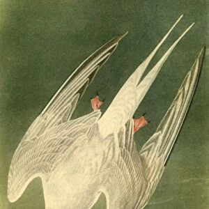 Arctic Tern, 1835, (1942). Creator: John James Audubon
