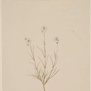 Arenaria formosa, 1904. Creator: Mary Vaux Walcott
