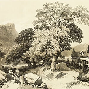 Ash and Oak, from The Park and the Forest, 1841. Creator: James Duffield Harding