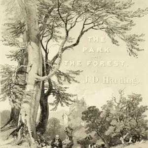 Beech and Oak Print, The Park and the Forest, 1841 Beech and Oak Print, The Park and the Forest, 1841