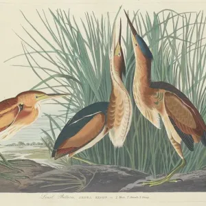 Least Bittern Print, 1834 Least Bittern Print, 1834