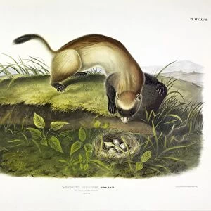 Black Footed Ferret, Putorius Nigripes, 1845