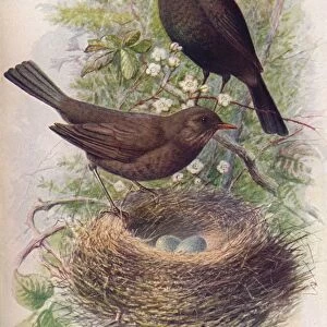Blackbird - Tur dus mer ula, c1910, (1910). Artist: George James Rankin