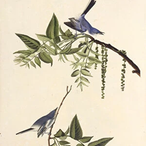 Passerines Framed Print Collection: Gnatcatchers