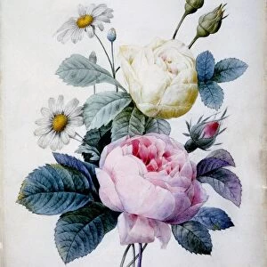 Bouquet of Roses with Daisies, 1834