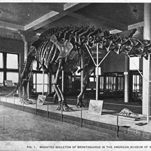 Brontosaurus skeleton, American Museum of Natural History, New York, USA, early 20th century(?)
