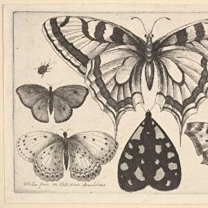 Five Butterflies, a Moth and Two Beetles, 1646. Creator: Wenceslaus Hollar