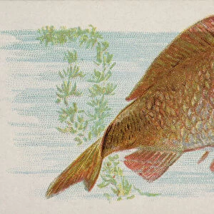Carp, from the Fish from American Waters series (N8) for Allen &