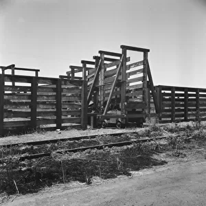 Cattle chute and part of corral, Fresno County on U. S. 99, 1939. Creator: Dorothea Lange