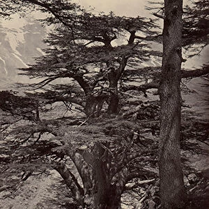 Cedars of Lebanon, 1870s. Creator: Unknown