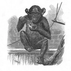 The Chimpanzee Sally. c1900. Artist: Helena J. Maguire