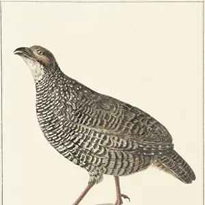 Phasianidae Collection: Painted Francolin