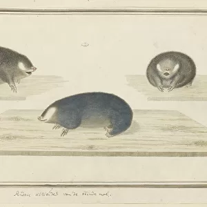 Mammals Collection: Chrysochloridae