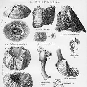 Cirripedia, 19th century