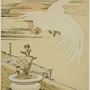Cock Flying Over Pot of Adonis, c. 1770s. Creator: Isoda Koryusai