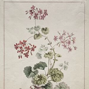 A Collection of Flowers Drawn from Nature: No. 6 - Scarlet and Variegated Geranium, 1801