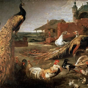 Crow in Peacocks Fathers, c1615-1690. Artist: Pauwel de Vos