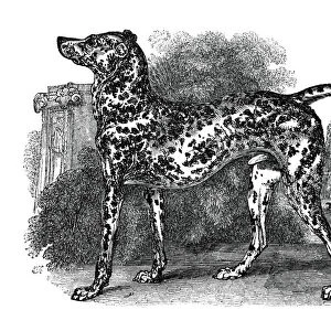 Dalmatian dog, 1848
