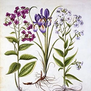 Dames Violet and a Field Iris, from Hortus Eystettensis, by Basil Besler (1561-1629), pub