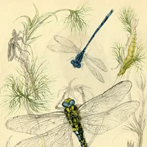 Damselflies, dragonflies and water snails, c1930s?, (1946). Creator: Vere Temple