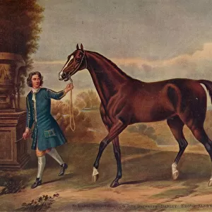 Horses Canvas Print Collection: Arabian Horse