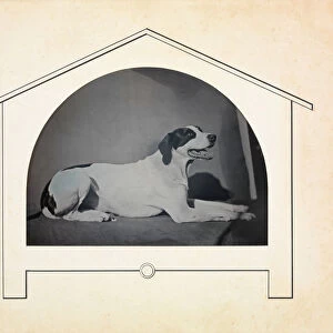 [Dog], 1841-49. Creator: Louis-Auguste Bisson