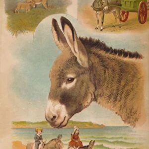 The Donkey, c1900. Artist: Helena J. Maguire