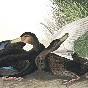 Dusky Duck, Anas Obscura, 1845