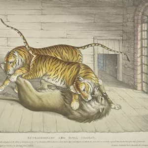 Extraordinary and Fatal Combat... between a lion and a tiger and tigress... Tower of London, 1830