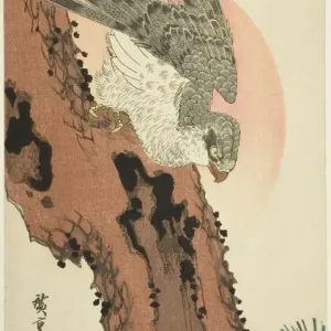 Falcon on a Pine Tree Print, c. 1835 by Ando Hiroshige Falcon on a Pine Tree Print, c. 1835 by Ando Hiroshige