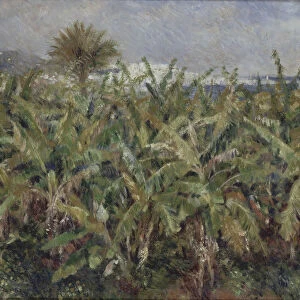 Field of Banana Trees (Champ de bananiers), 1881. Artist: Renoir, Pierre Auguste (1841-1919)