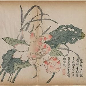 Flowering Lotus and Bud, 18th Century. Creator: Unknown
