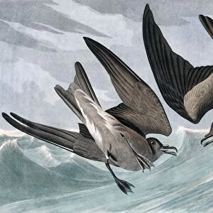Diving Petrels Fine Art Print Collection: Related Images