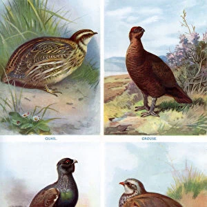 Game birds from Harmsworth Natural History, 1910 (1911-1912). Artist: Richard Lydekker