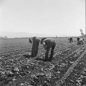 Gang of Filipino boys thinning lettuce, Salinas Valley, California, 1939. Creator: Dorothea Lange