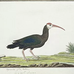Ibises Cushion Collection: Southern Bald Ibis