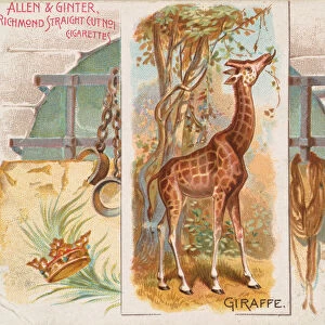 Giraffe, from Quadrupeds series (N41) for Allen & Ginter Cigarettes, 1890